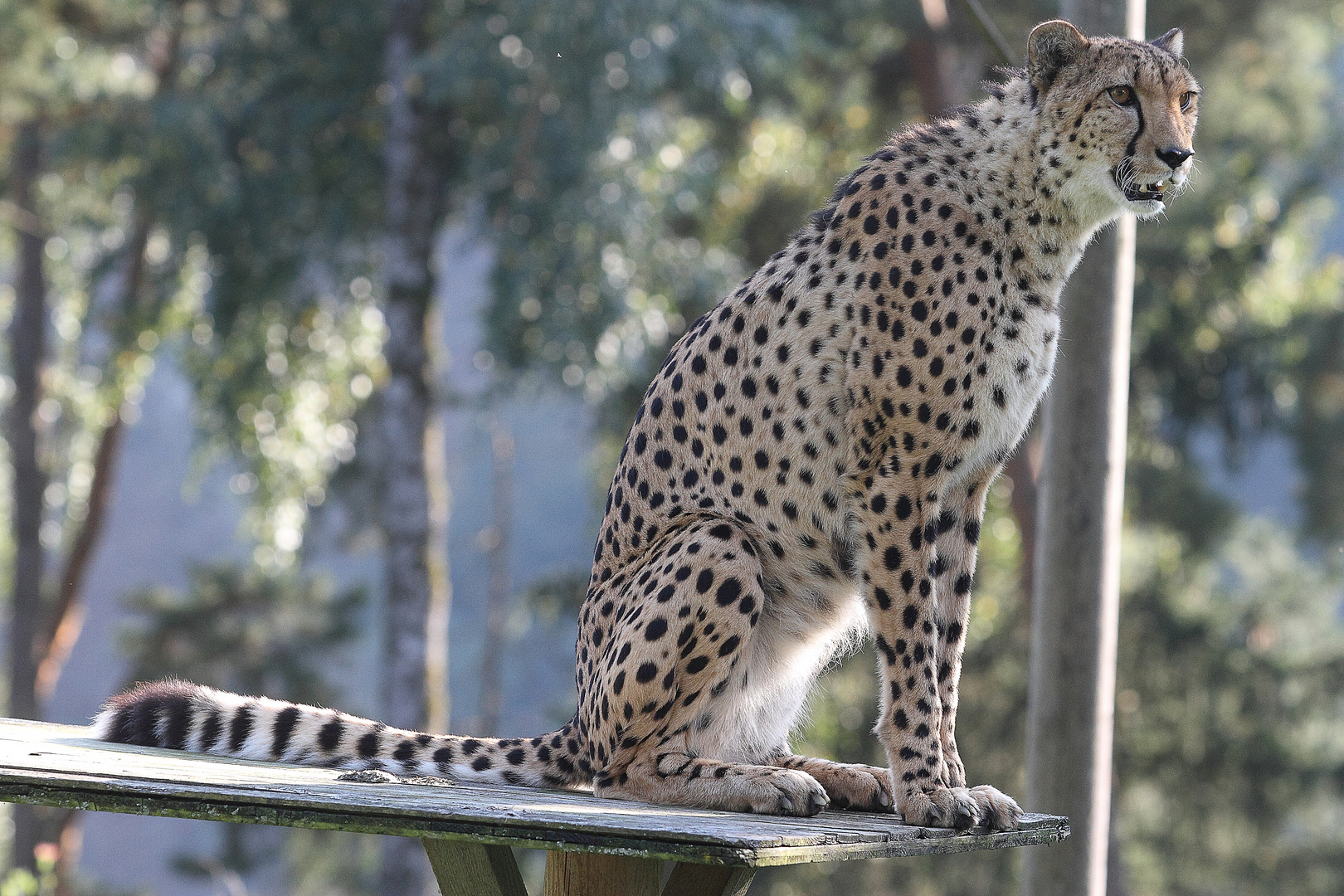 Gepard