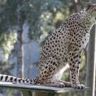 Gepard