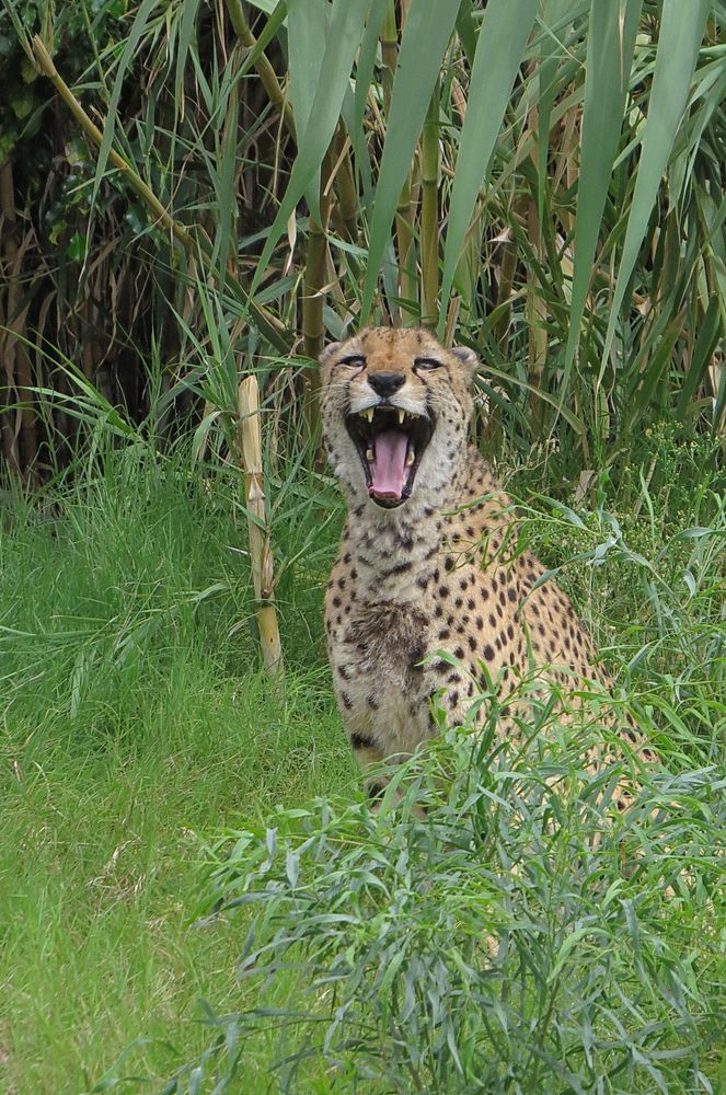 Gepard