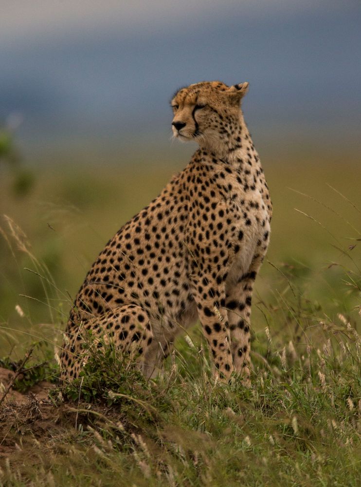 Gepard