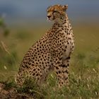 Gepard