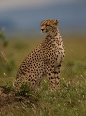 Gepard