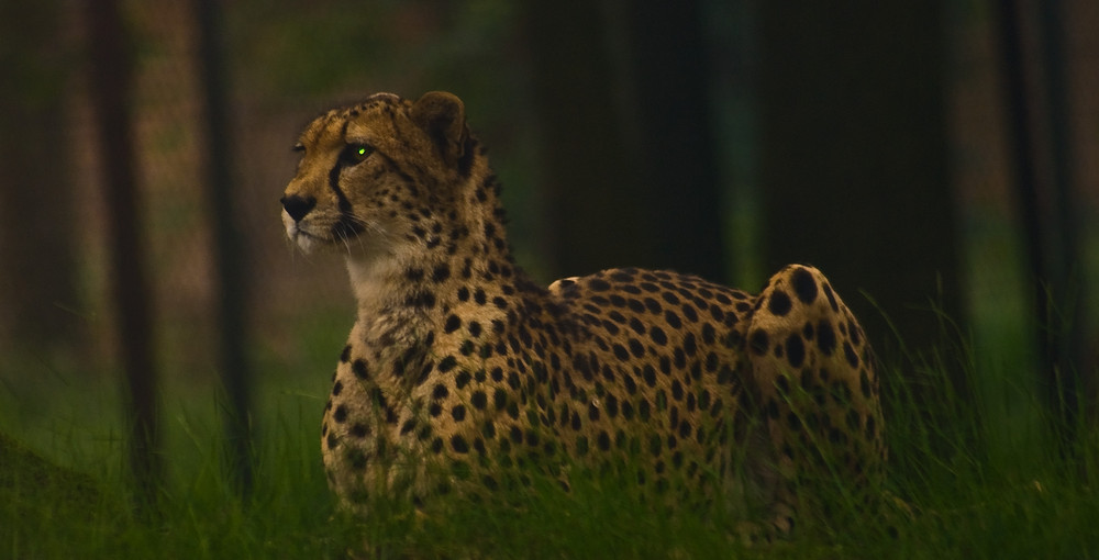 Gepard