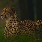 Gepard