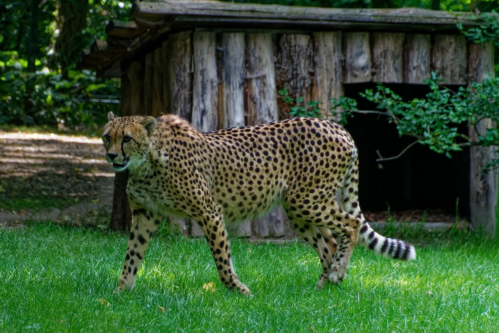 Gepard