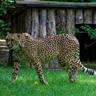 Gepard