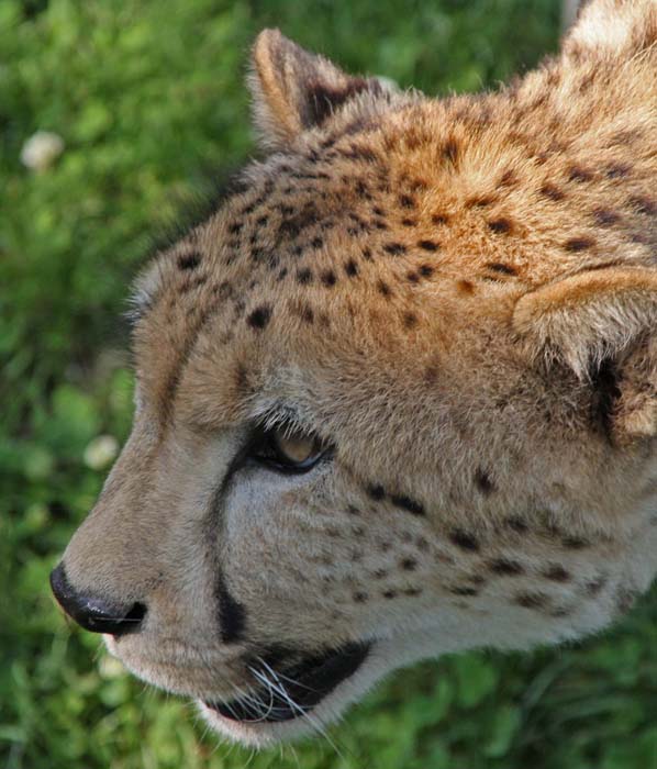 Gepard