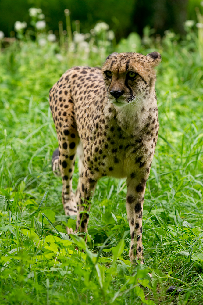 - Gepard -