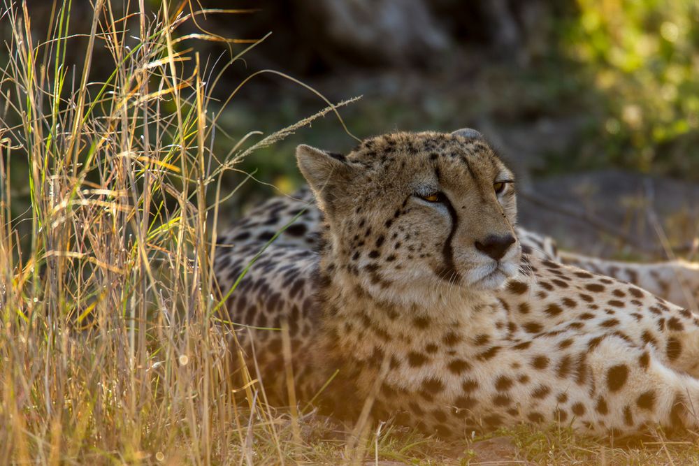 Gepard