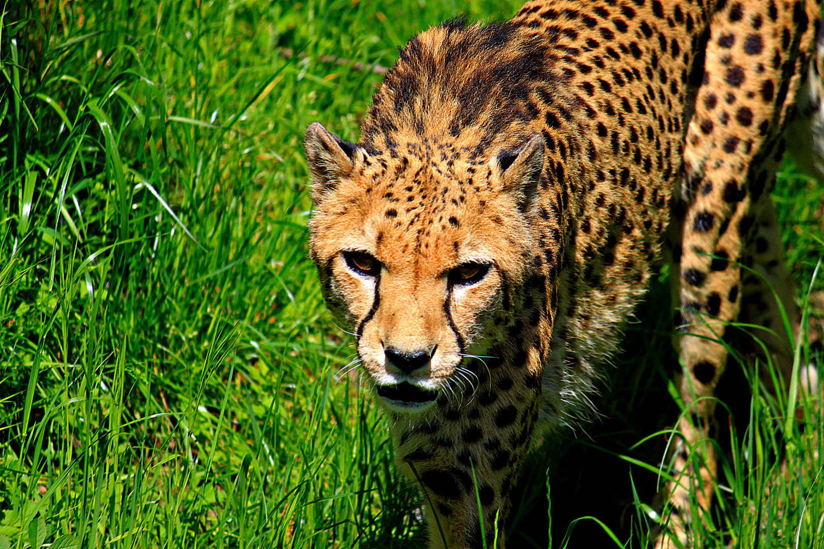 Gepard