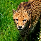 Gepard