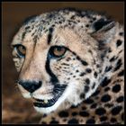 Gepard