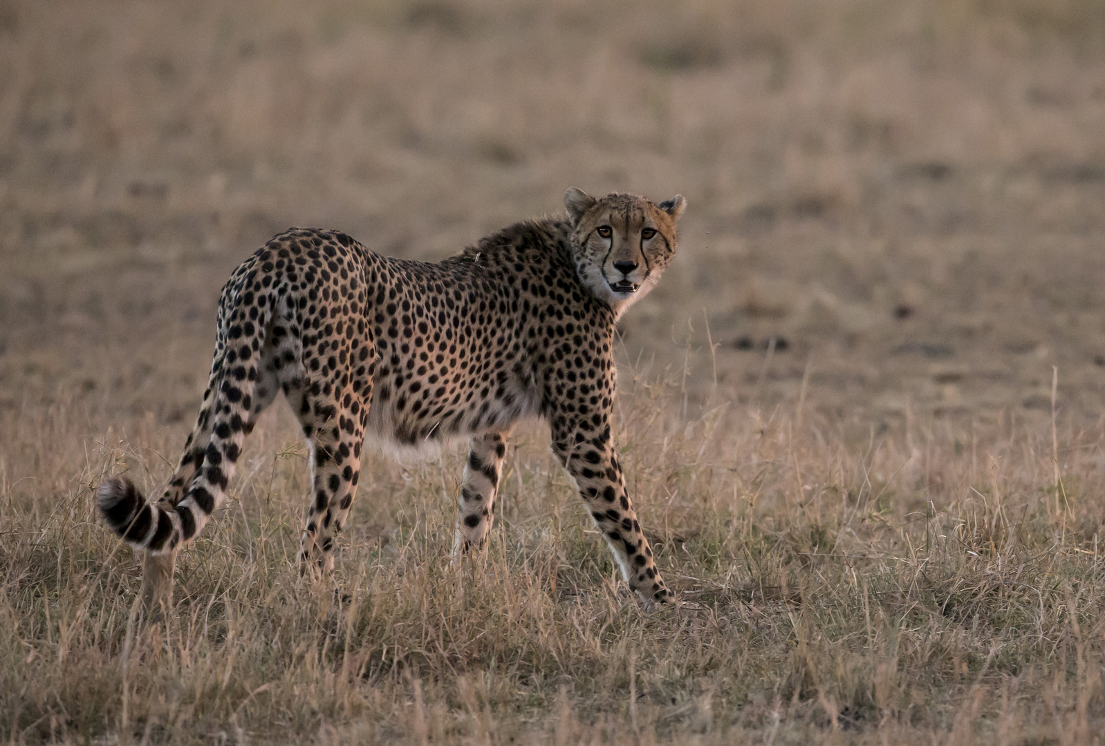 Gepard