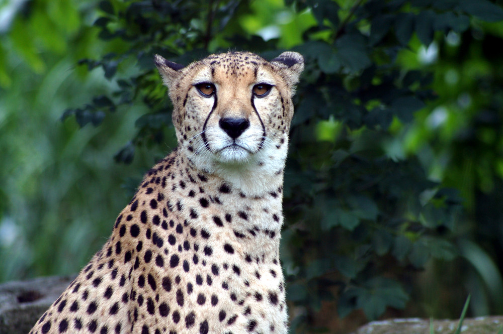 Gepard