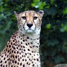 Gepard