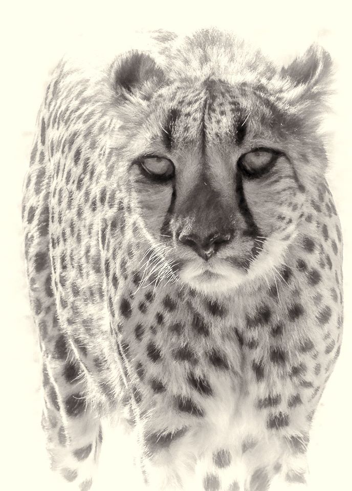 Gepard