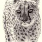 Gepard