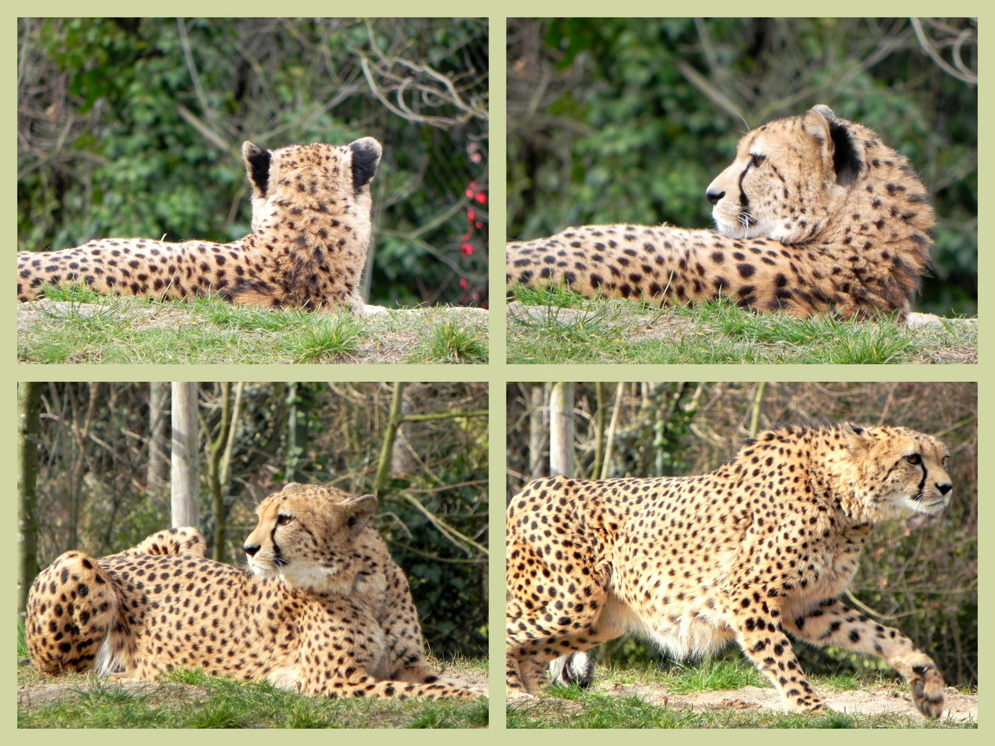 Gepard