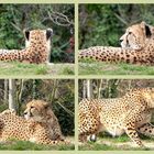 Gepard