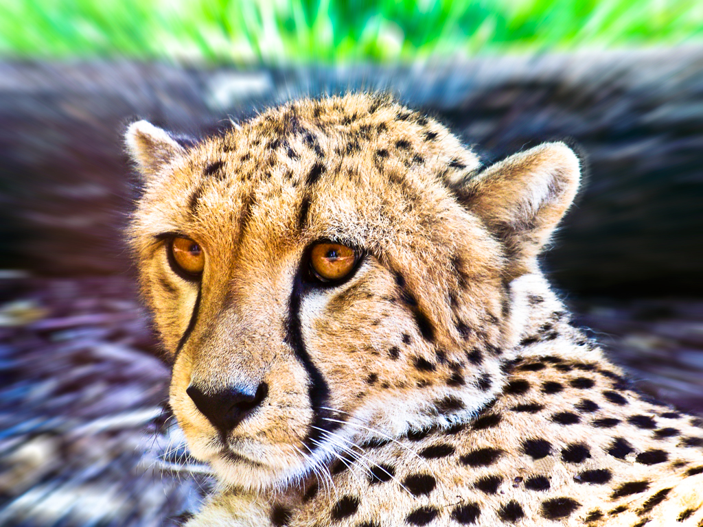 Gepard