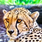 Gepard