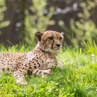 Gepard