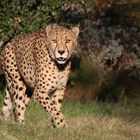 Gepard