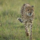 Gepard