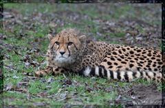 Gepard