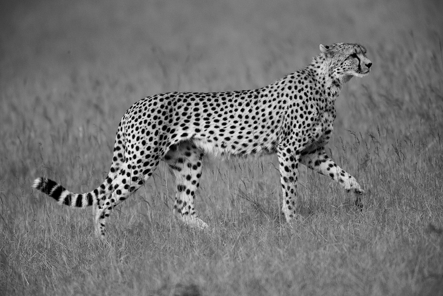 Gepard