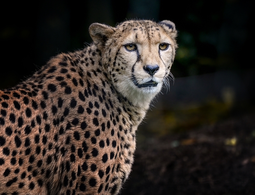 Gepard