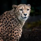 Gepard