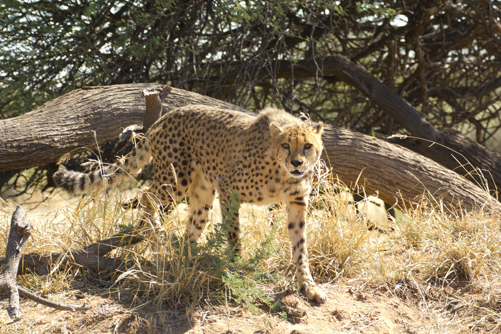 Gepard