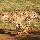 Gepard