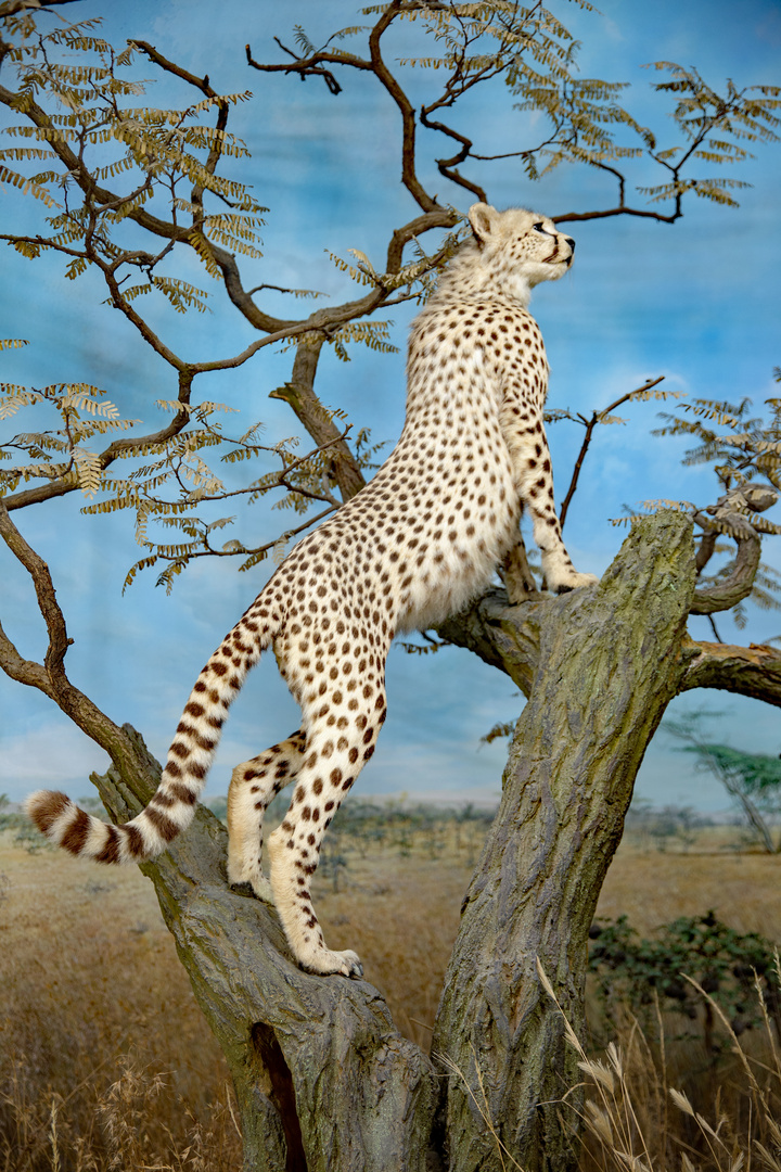 Gepard