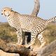 Cheetah / Wild cats
