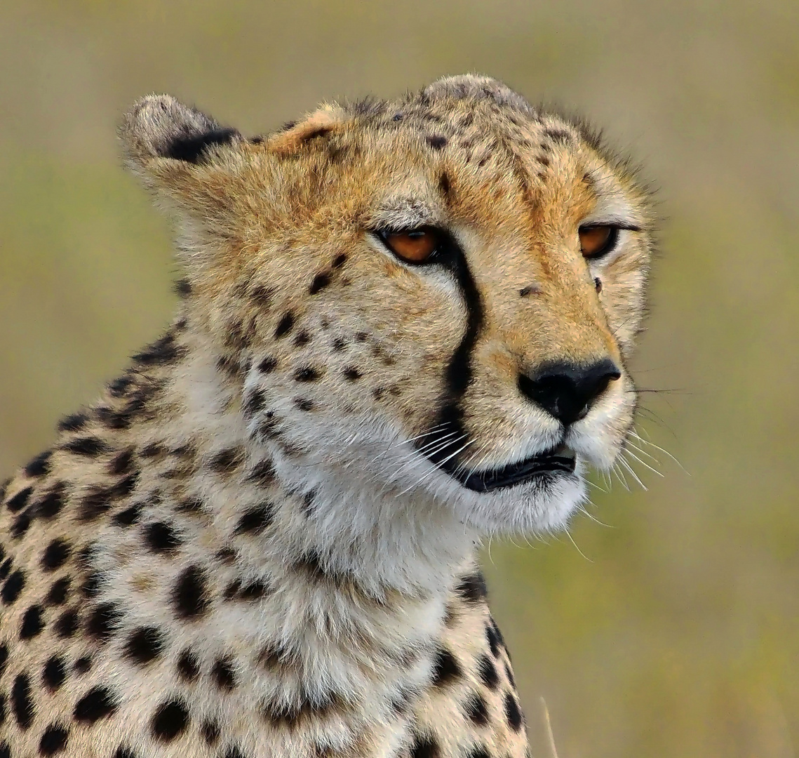 Gepard