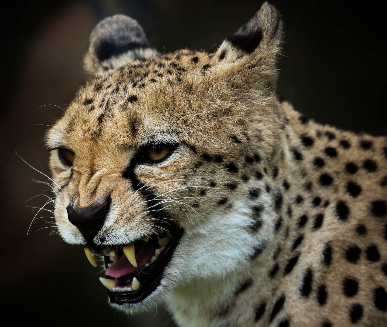 Gepard 