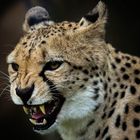 Gepard 