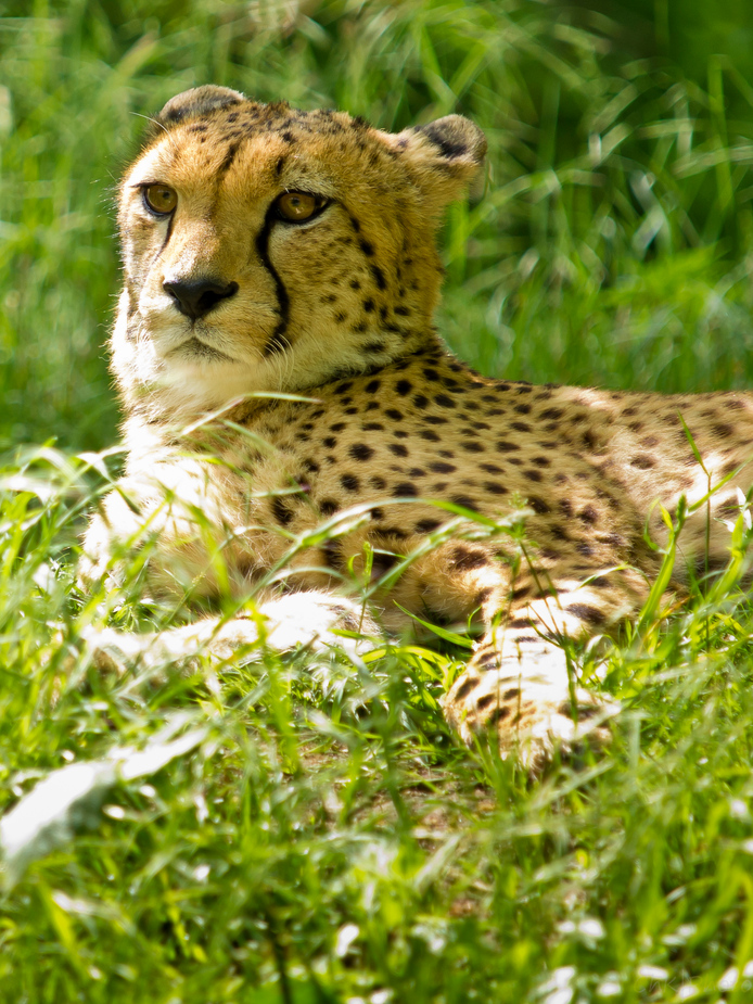 Gepard