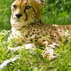 Gepard