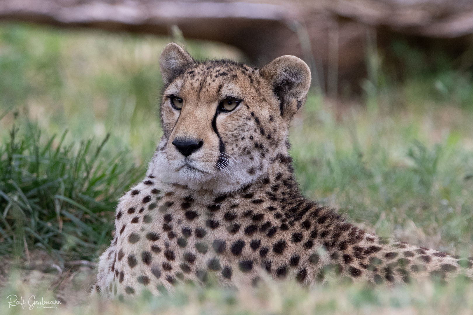 Gepard