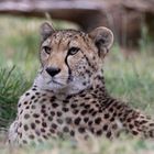 Gepard