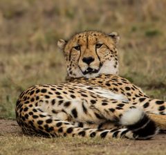 Gepard