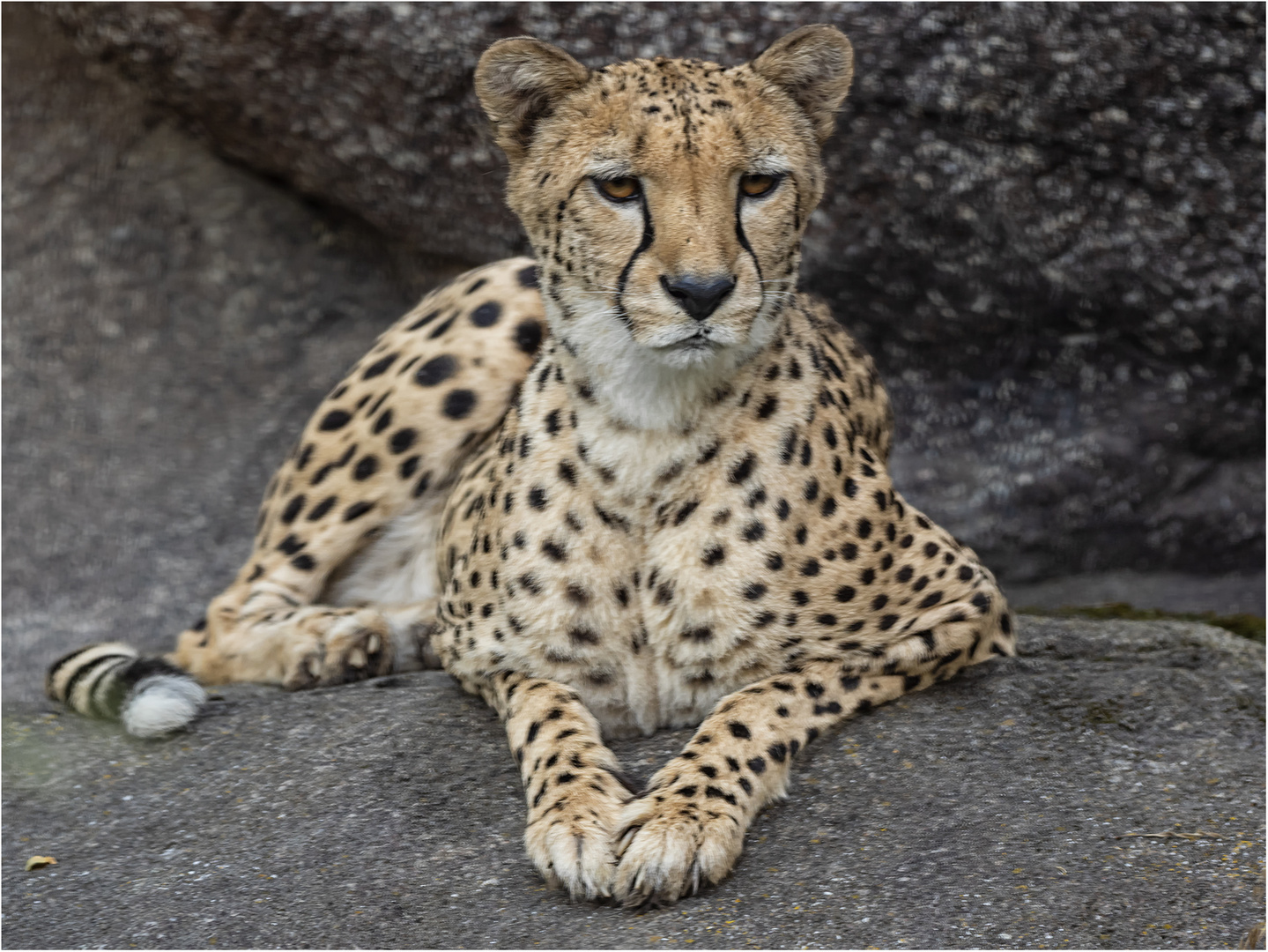 Gepard