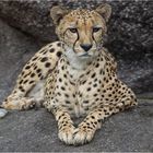 Gepard