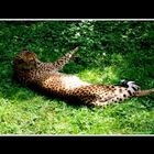 Gepard