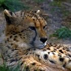 Gepard