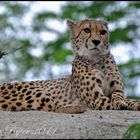 Gepard