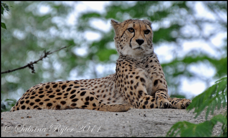 Gepard